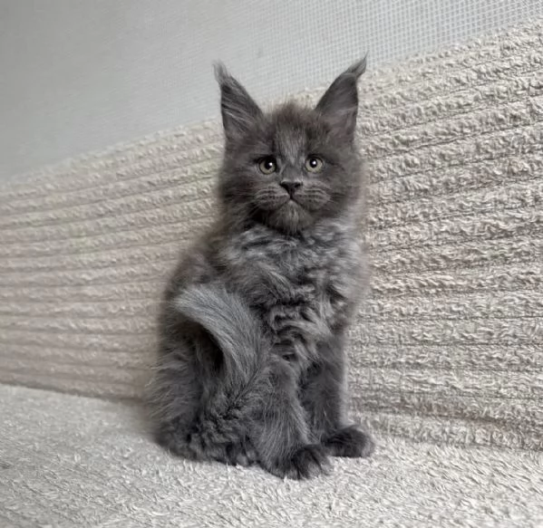 Maine Coon cucciolo allevato in famiglia – prenotabile