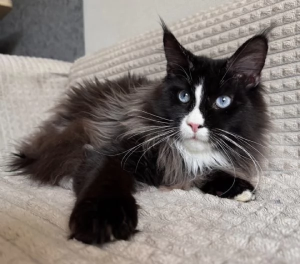 Magnifico Maine Coon dal pelo soffice e carattere affettuoso | Foto 1
