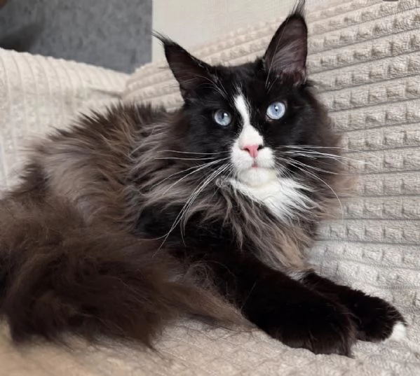 Magnifico Maine Coon dal pelo soffice e carattere affettuoso | Foto 0