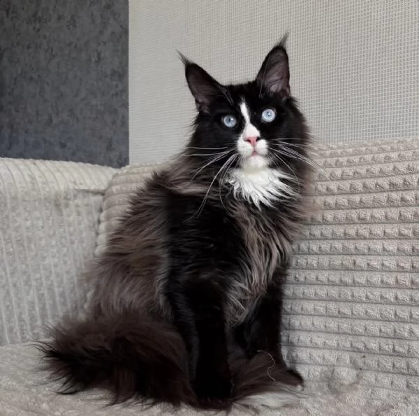 Magnifico Maine Coon dal pelo soffice e carattere affettuoso