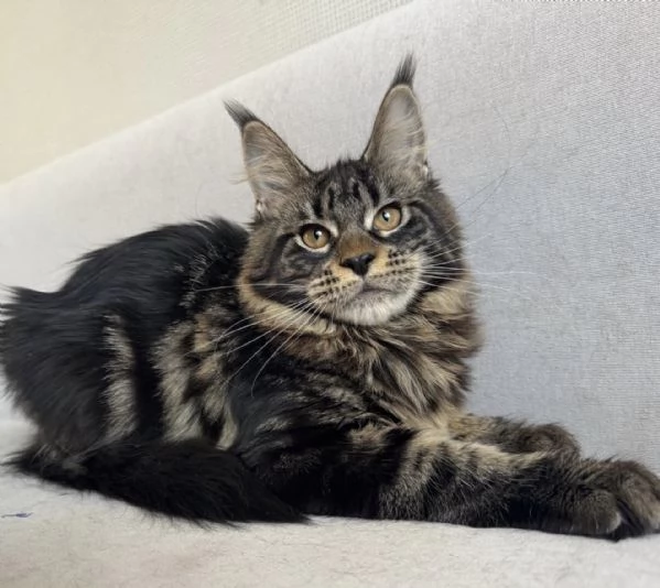 Cucciolo Maine Coon elegante e amorevole cerca famiglia