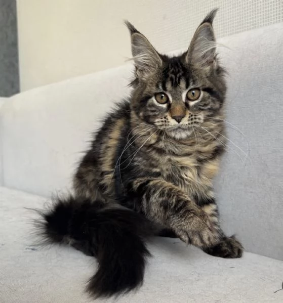 Cucciolo Maine Coon elegante e amorevole cerca famiglia | Foto 2