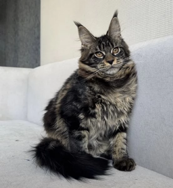 Cucciolo Maine Coon elegante e amorevole cerca famiglia | Foto 1