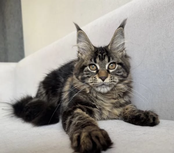 Cucciolo Maine Coon elegante e amorevole cerca famiglia | Foto 0