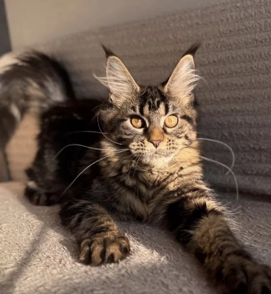 Maine Coon dagli occhi splendidi disponibile ora | Foto 0