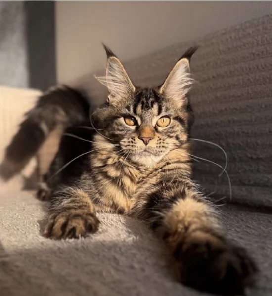 Maine Coon dagli occhi splendidi disponibile ora | Foto 3