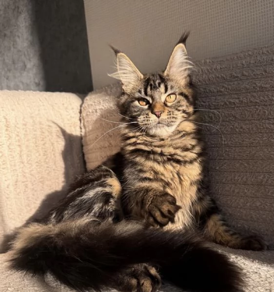 Maine Coon dagli occhi splendidi disponibile ora
