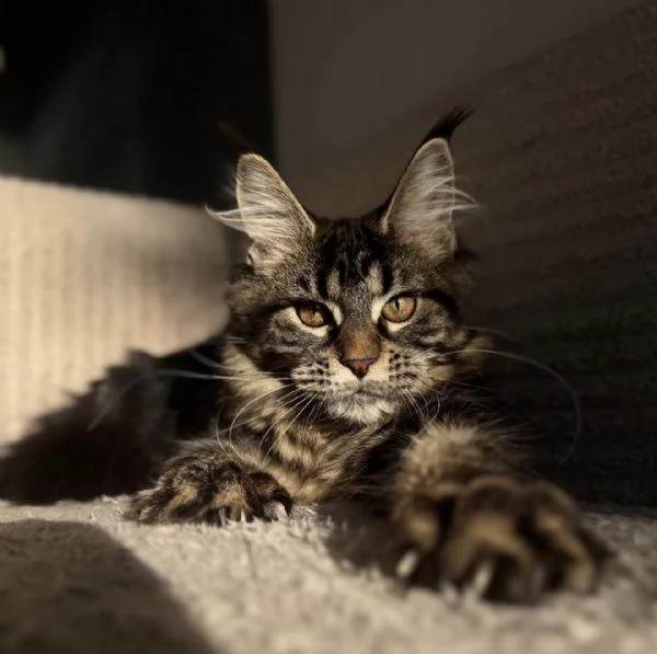 Maine Coon dagli occhi splendidi disponibile ora | Foto 1