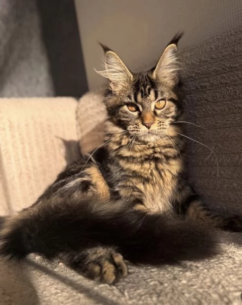 Maine Coon dagli occhi splendidi disponibile ora | Foto 0