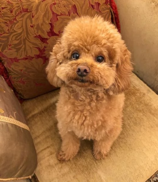Splendidi cuccioli di barboncino (maschi e femmine). | Foto 0