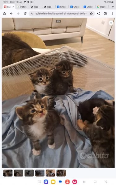 Cuccioli Norvegese delle Foreste | Foto 1