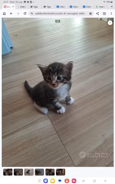 Cuccioli Norvegese delle Foreste | Foto 0