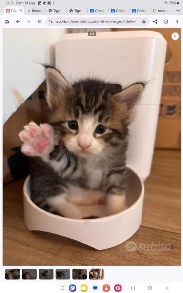 Cuccioli Norvegese delle Foreste