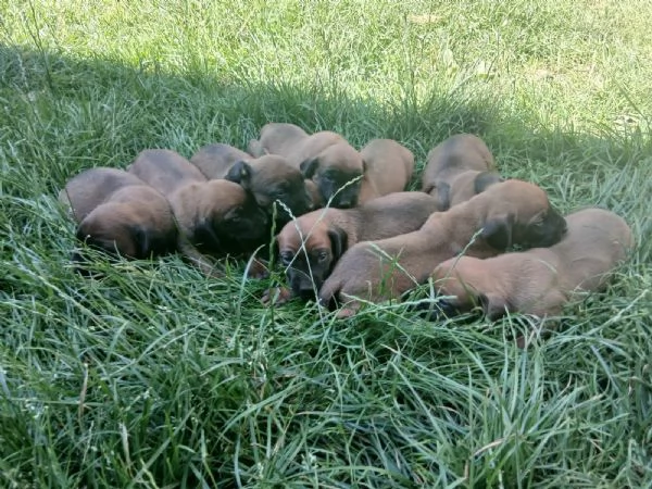 Cucciolata di segugio Bavarese