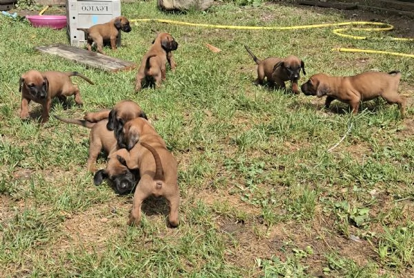 Cucciolata di segugio Bavarese | Foto 3