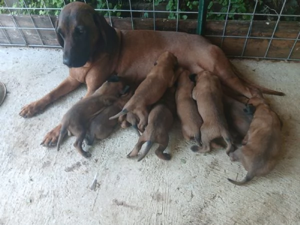Cucciolata di segugio Bavarese | Foto 2