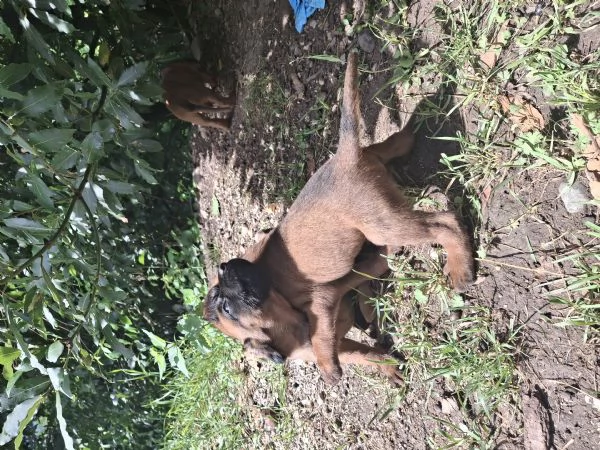 Cucciolata di segugio Bavarese | Foto 1