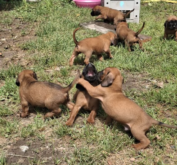 Cucciolata di segugio Bavarese | Foto 0