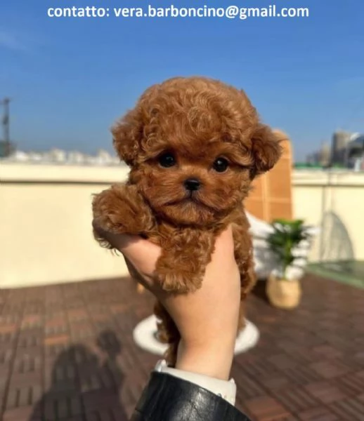 Cuccioli di barboncino nano disponibili