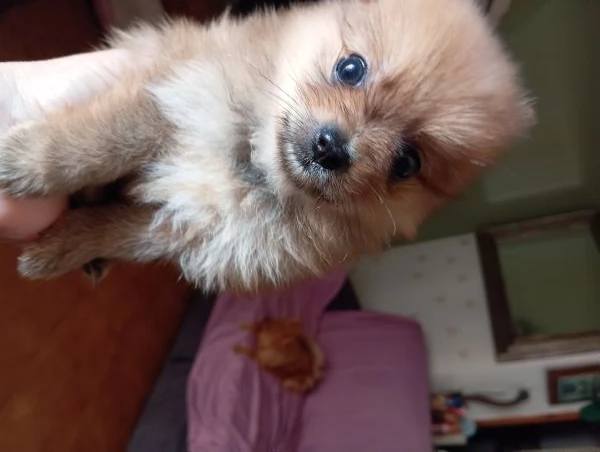 Cuccioli di Pomerania  | Foto 2