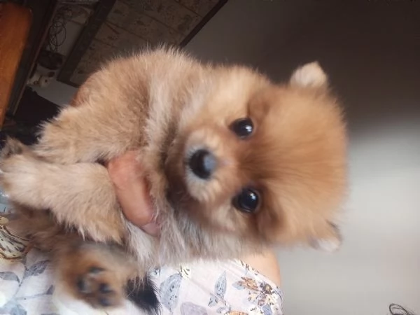 Cuccioli di Pomerania 