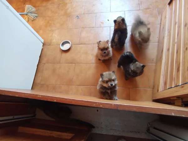 Cuccioli di Pomerania  | Foto 1
