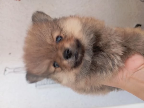 Cuccioli di Pomerania  | Foto 0