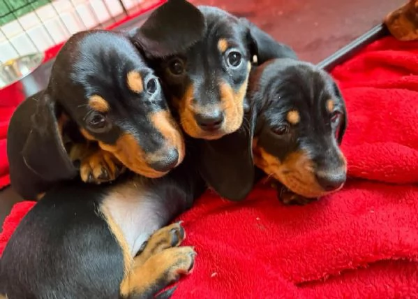 Cuccioli di bassotto nano | Foto 3