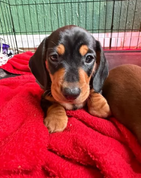 Cuccioli di bassotto nano | Foto 2