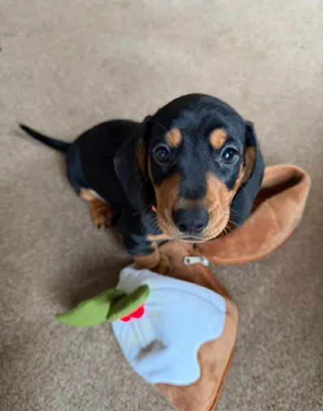 Cuccioli di bassotto nano | Foto 1