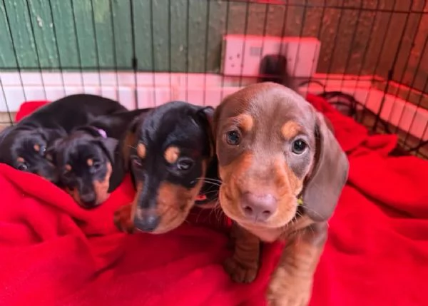 Cuccioli di bassotto nano