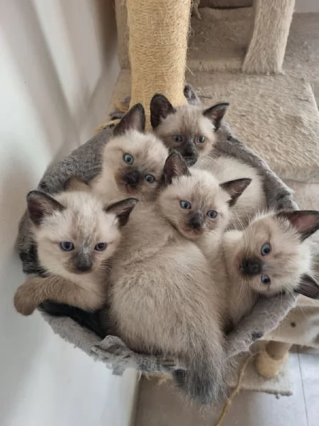 Cuccioli siamese  | Foto 2