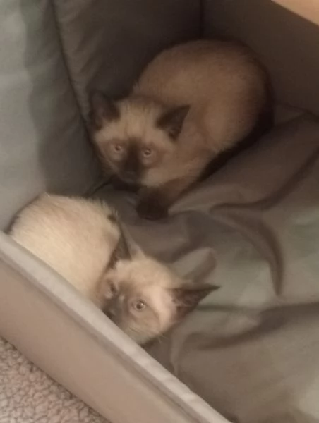 Cuccioli siamese  | Foto 1