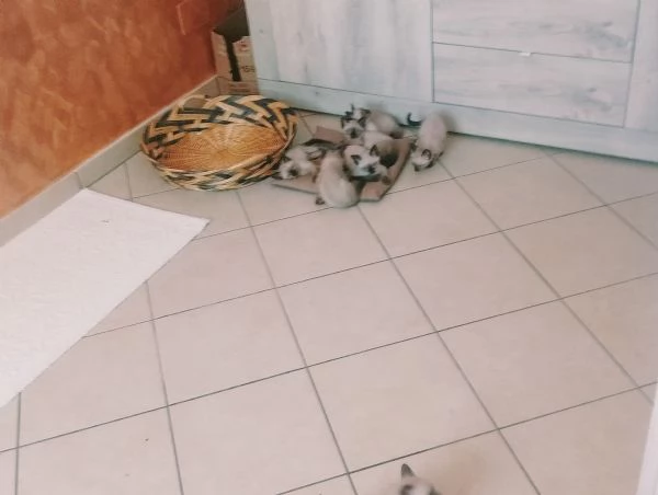 Cuccioli siamese  | Foto 0
