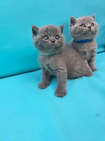 Cuccioli di British Shorthair pronti subito | Foto 0