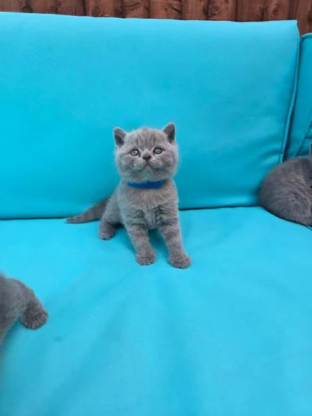 Cuccioli di British Shorthair pronti subito