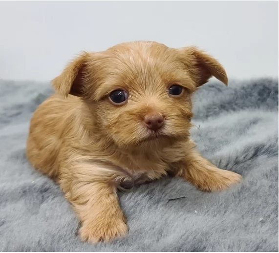 Cuccioli di Yorkshire Terrier Teacup in adozione