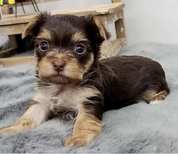 Cuccioli di Yorkshire Terrier Teacup in adozione | Foto 0