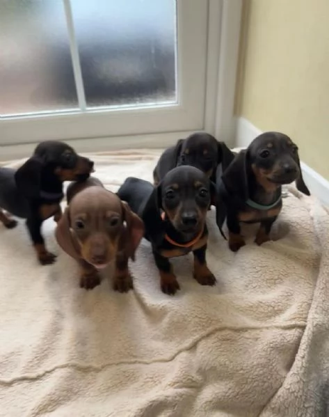 cucciolo di Bassotto | Foto 5