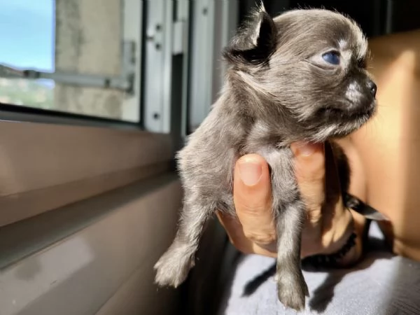 Chihuahua pelo lungo lilac e blu | Foto 6