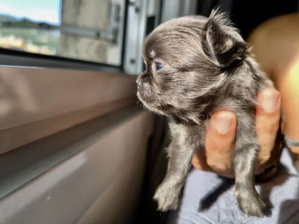 Chihuahua pelo lungo lilac e blu | Foto 5