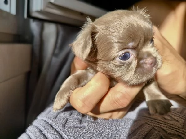 Chihuahua pelo lungo lilac e blu | Foto 4