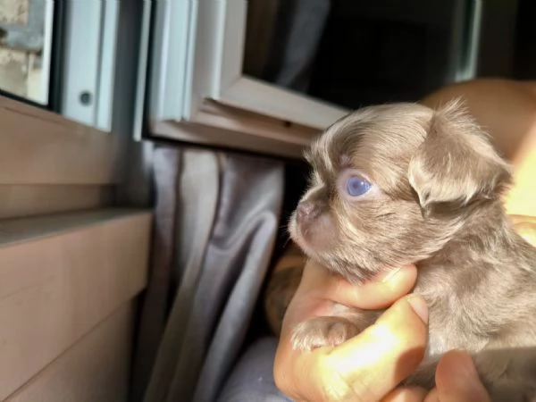 Chihuahua pelo lungo lilac e blu | Foto 3