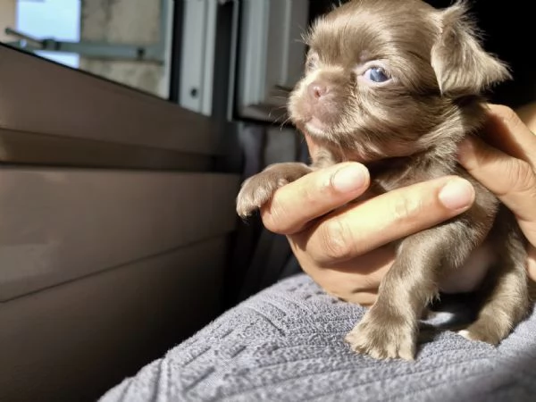 Chihuahua pelo lungo lilac e blu
