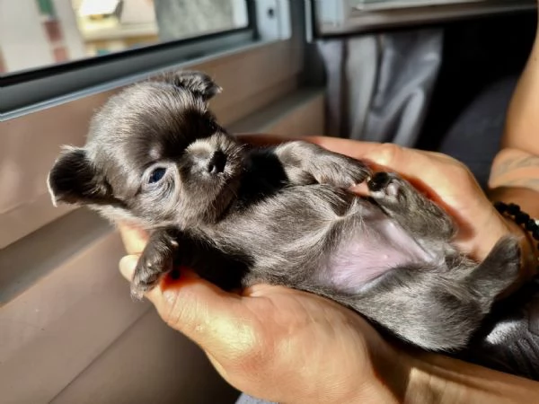 Chihuahua pelo lungo lilac e blu | Foto 2