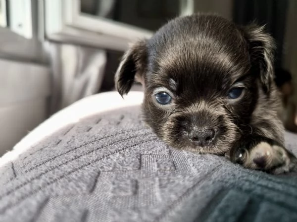 Chihuahua pelo lungo lilac e blu | Foto 1
