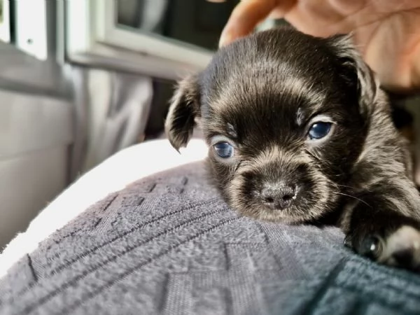 Chihuahua pelo lungo lilac e blu | Foto 0