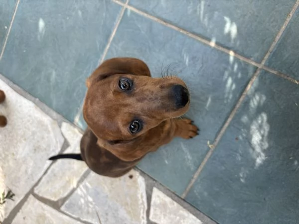 Cuccioli bassotti nani pelo corto 
