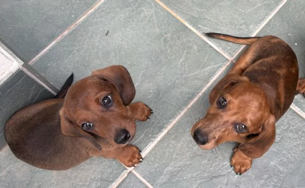 Cuccioli bassotti nani pelo corto  | Foto 2