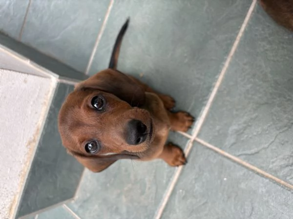Cuccioli bassotti nani pelo corto  | Foto 1